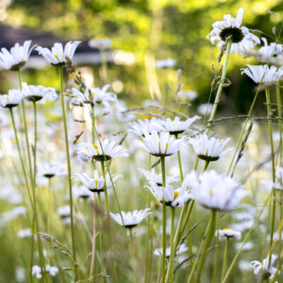 midsommarblomm