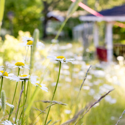midsommarblommor